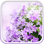 lilac flowers live wallpaper android application logo